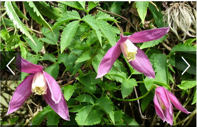 Alpina Ruby Clematis