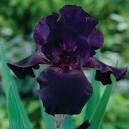 Iris Superstition German Iris