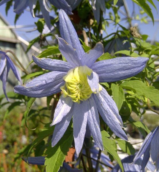 Blue Bird Clematis