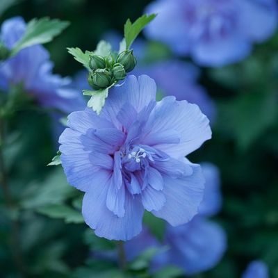 Blue Chiffon Hibiscus
