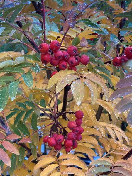 Black Hawk Mountain Ash