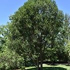 Laurel Leaf Willow