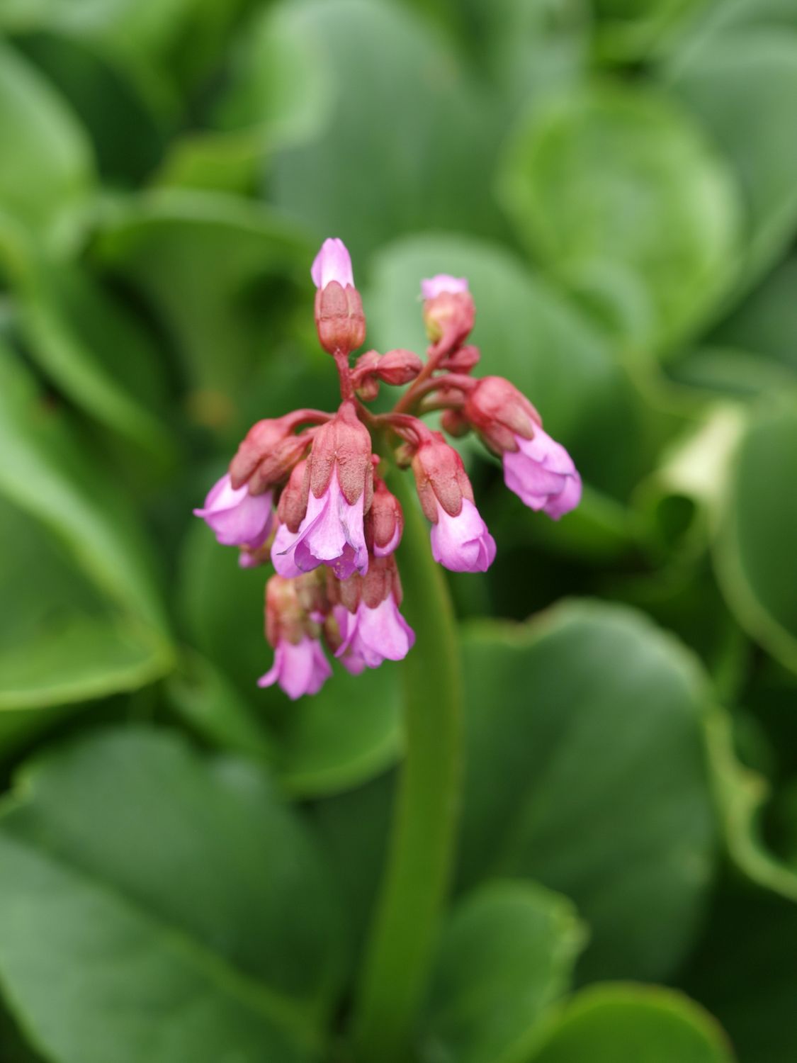 Bergenia Heartleaf
