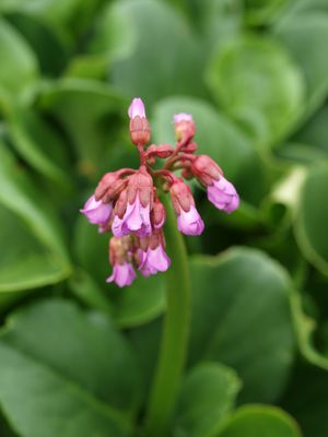 Bergenia Heartleaf