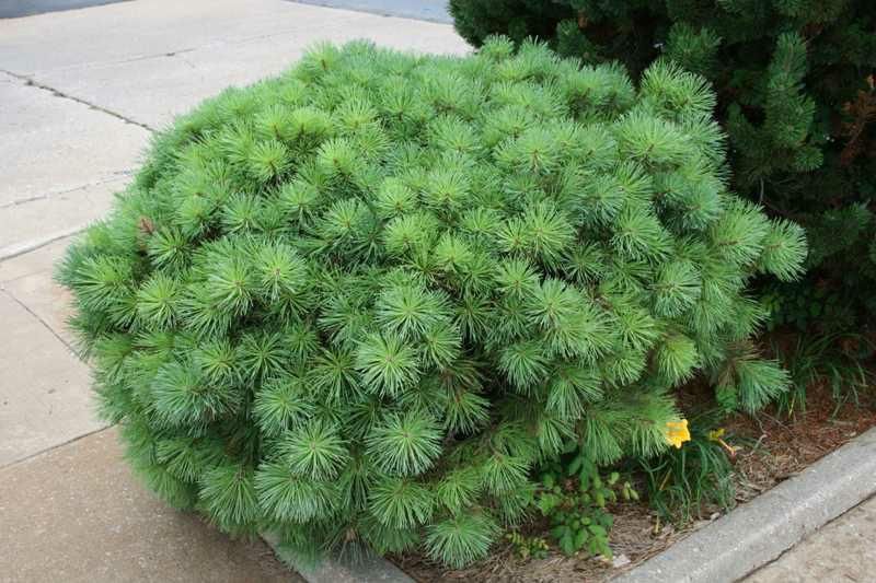 Dwarf Scotch Pine