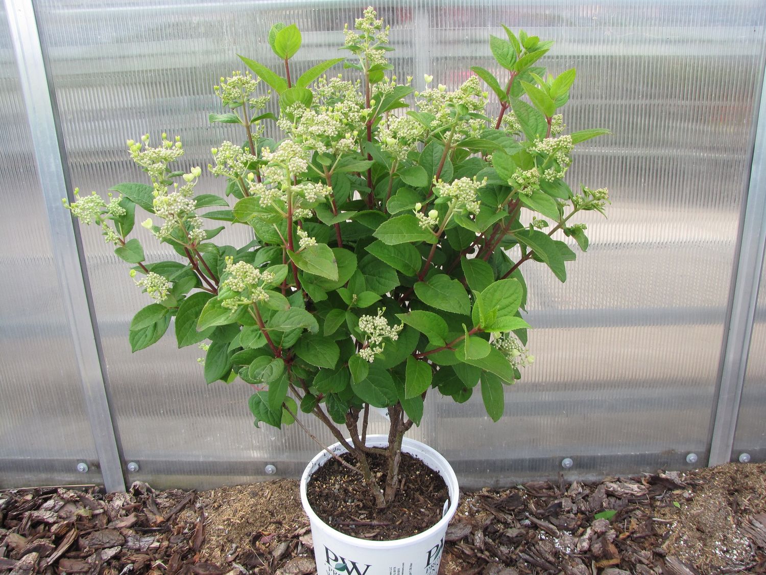 Quick Fire Hydrangea (White/Light Pink)