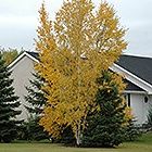 Clump Paper Birch