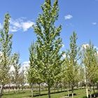 Byland Green Poplar