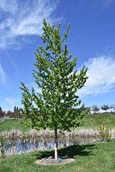 Assiniboine Poplar