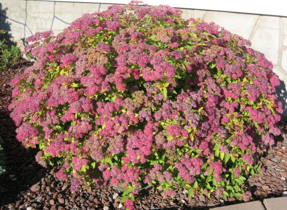 Magic Carpet Spirea Magic Carpet Spirea
