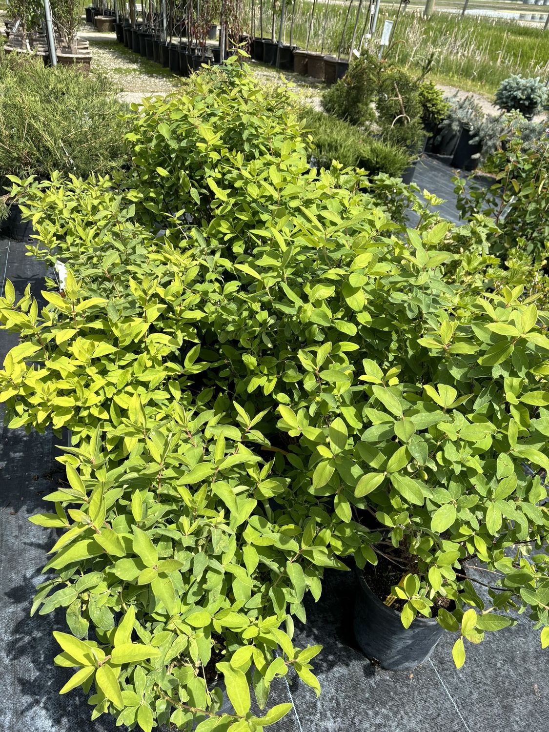 Berry Smart Honeyberry (Cream)