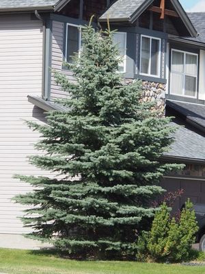 Baby Blue Spruce