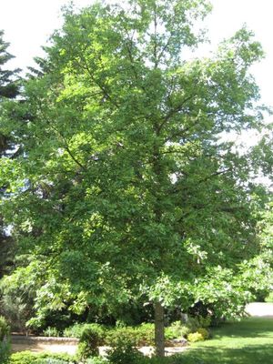 Bur Oak