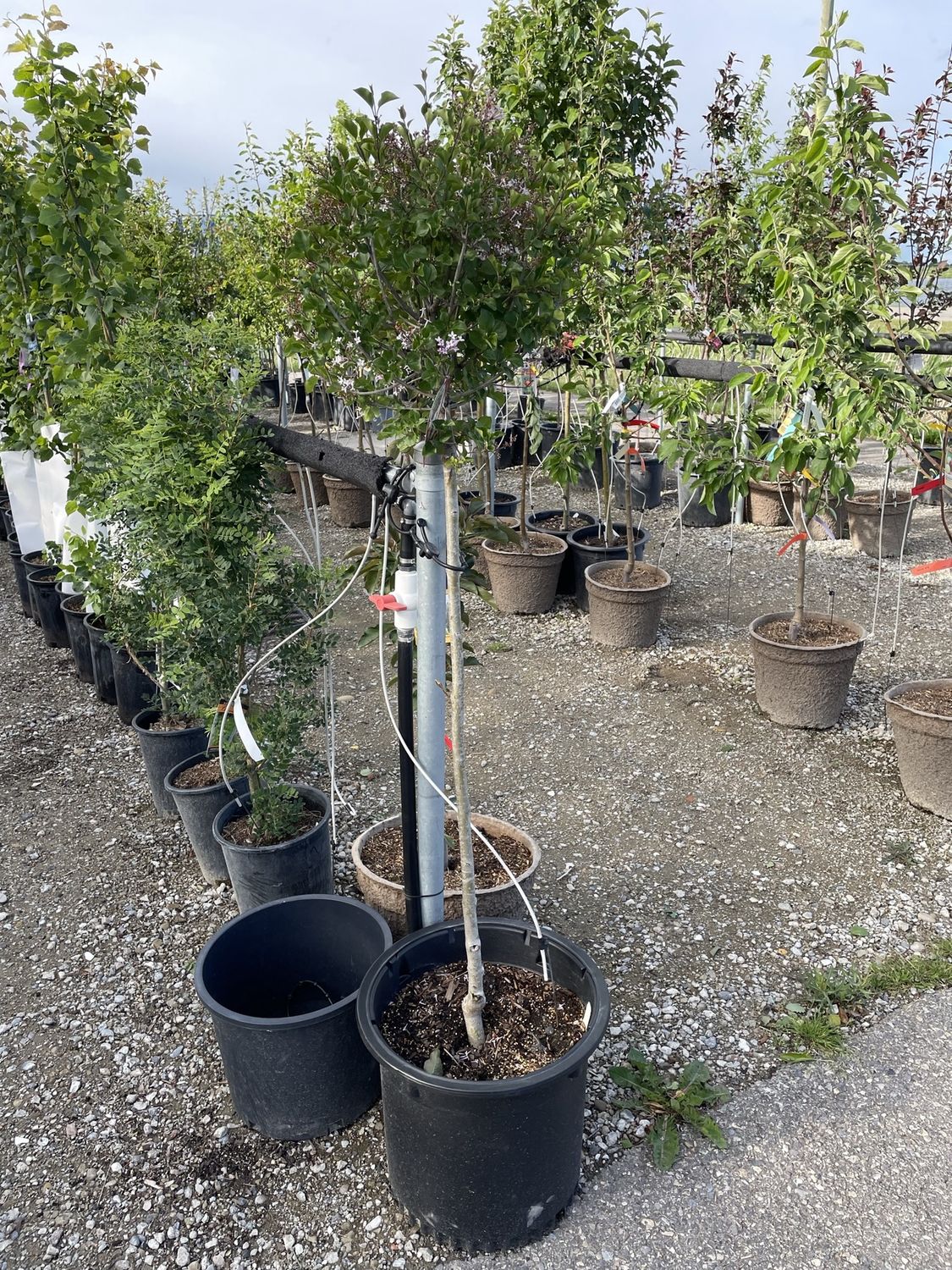 Miss Kim Lilac Top Grafted