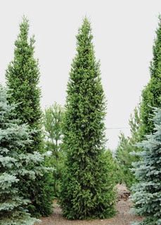 Montrose Charm White Spruce Montrose Charm White Spruce