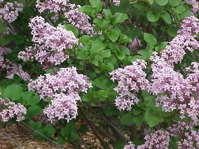 Dwarf Korean Lilac Top Grafted