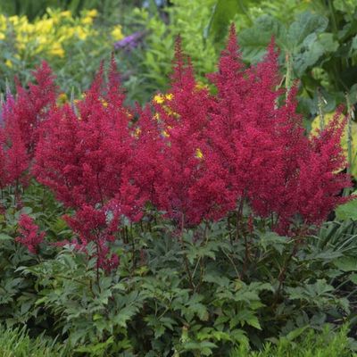 Astilbe Red Garden