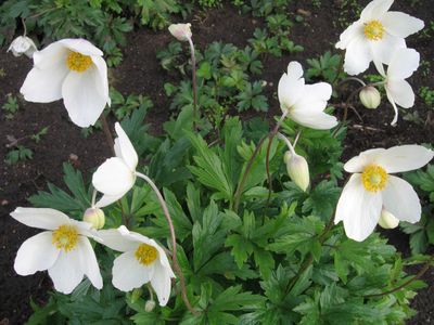 Anemone sylvestris Snowdrop