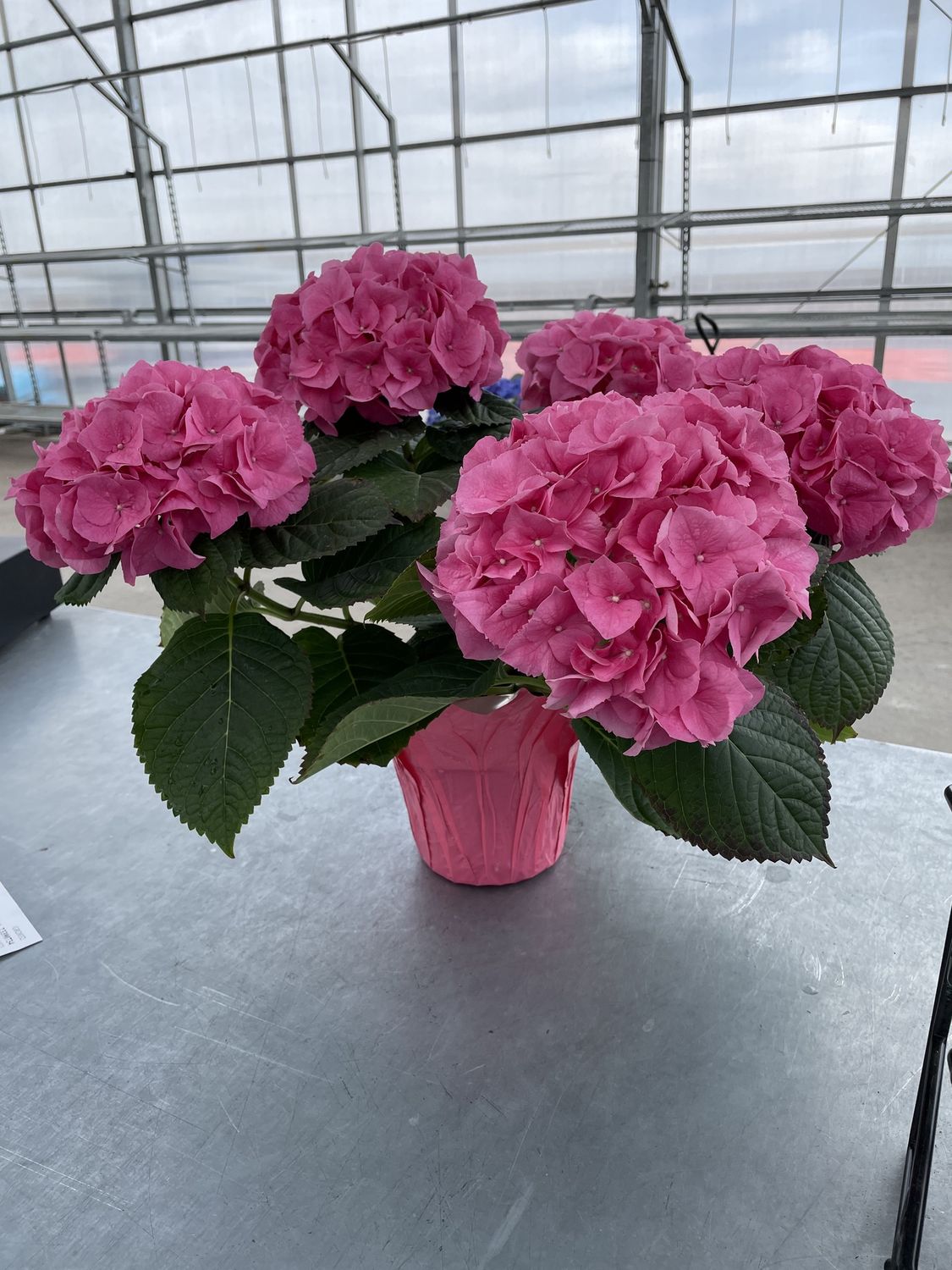 Hydrangea Annual 6 inch pot