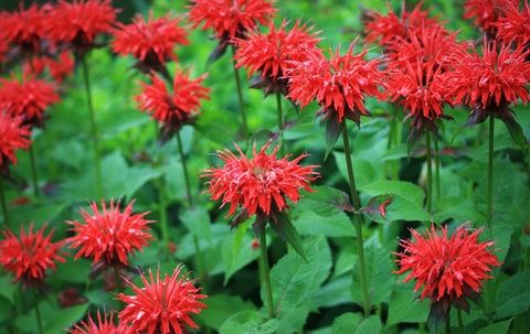 Monarda Fireball Bee Balm Monarda Fireball Bee Balm