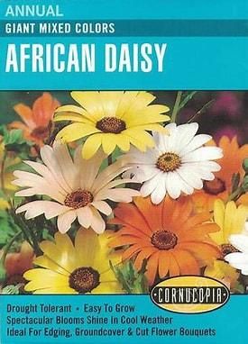 African Daisy Giant African Daisy Giant