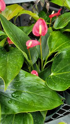 Anthurium Assorted 6 inch