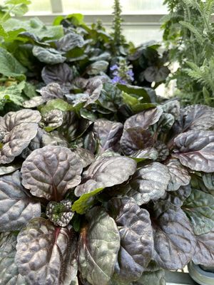 Ajuga Black Scallop