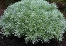 Artemisia Silver Mound