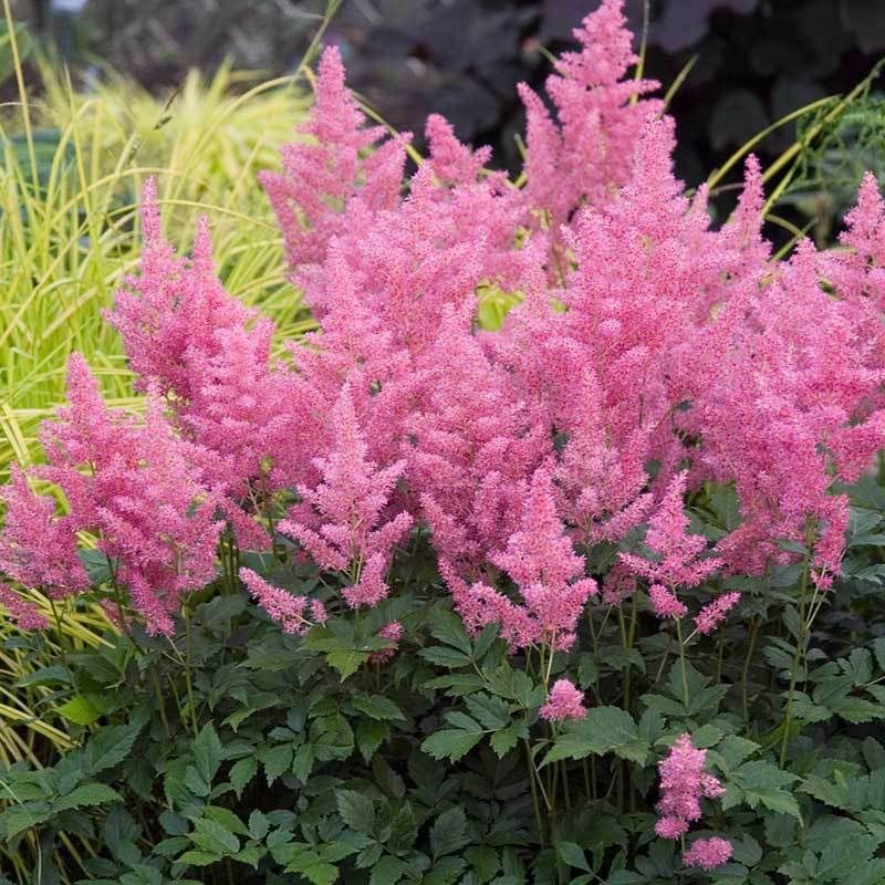 Astilbe Pink Garden
