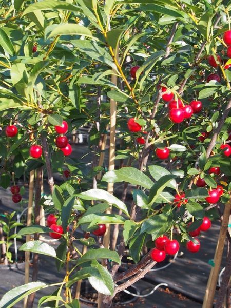 Crimson Passion Cherry Crimson Passion Cherry