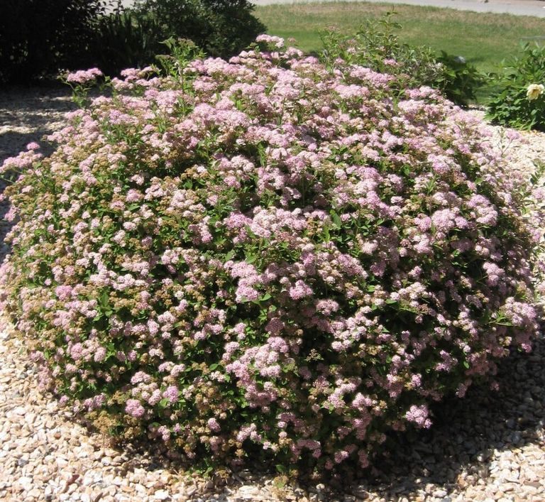Little Princess Spirea Little Princess Spirea