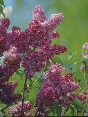 Belle De Nancy French Lilac