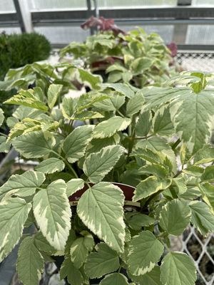 Aegopodium Snow on the Mountain