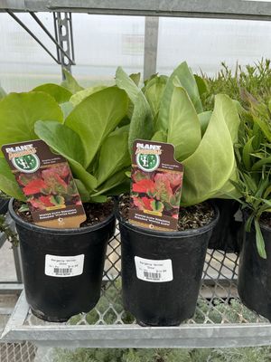 Bergenia Winter Glow