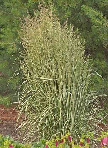Calamagrostis Avalanche Feather Reed Grass