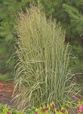 Calamagrostis Avalanche Feather Reed Grass