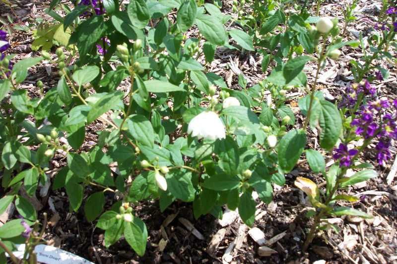 Snow Dwarf Mock Orange Snow Dwarf Mock Orange