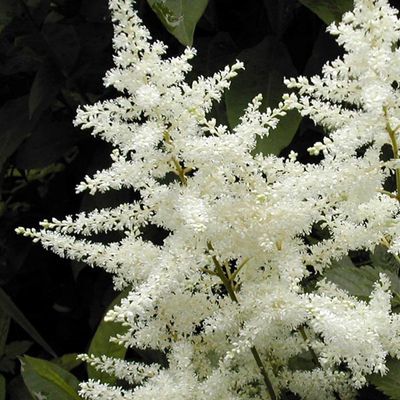 Astilbe White Garden