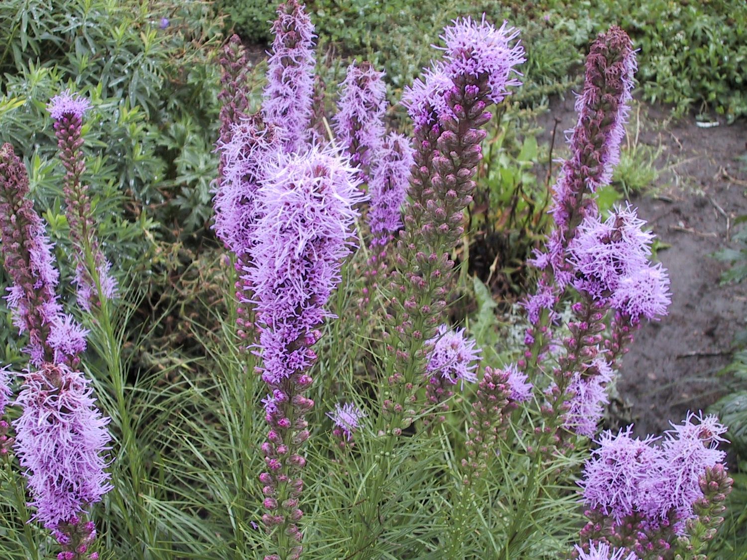 Liatris Purple Gayfeather