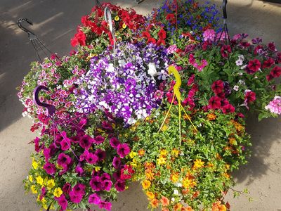 Hanging Basket Annuals 12/13 Inch