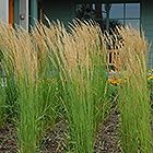 Calamagrostis Karl Foerster Feather Reed Grass