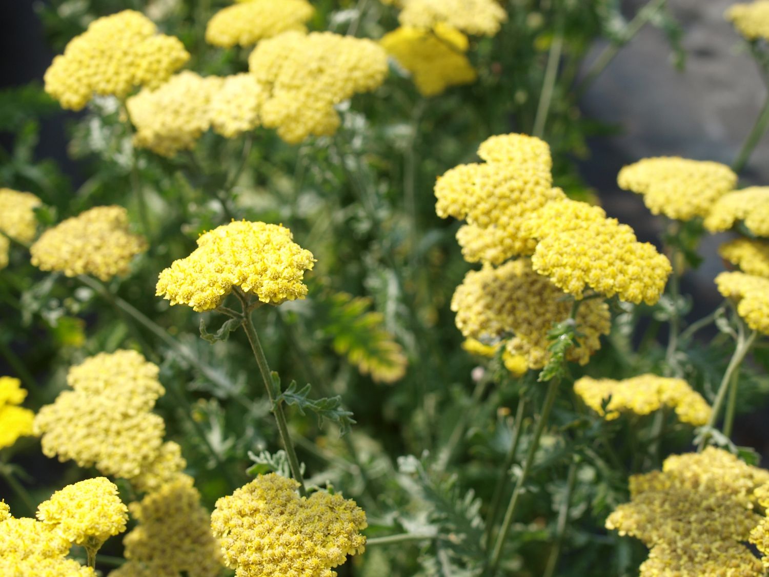 Achillea Yarrow Moonshine