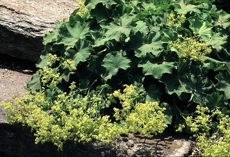 Alchemilla Lady s Mantle