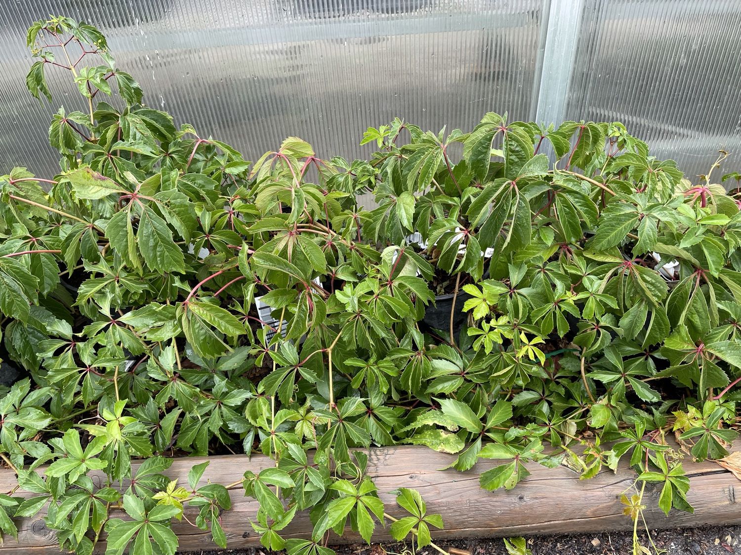 Virginia Creeper Vine