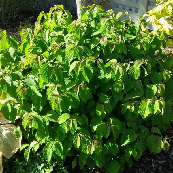 Kelsey Dwarf Dogwood