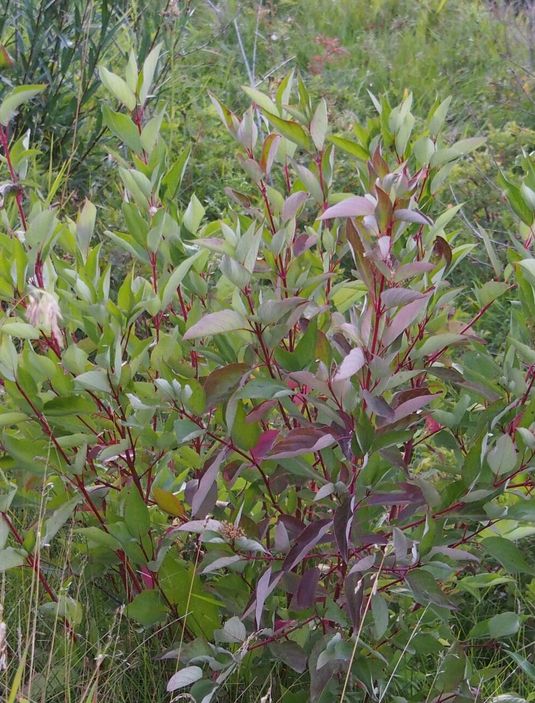 Red Osier Dogwood