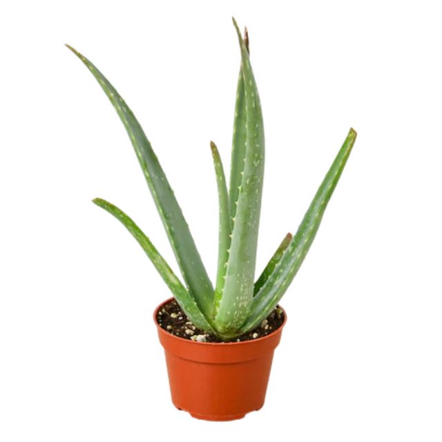 Aloe Vera 4"