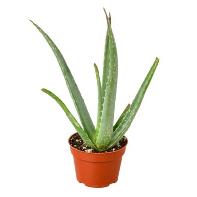 Aloe Vera 4"