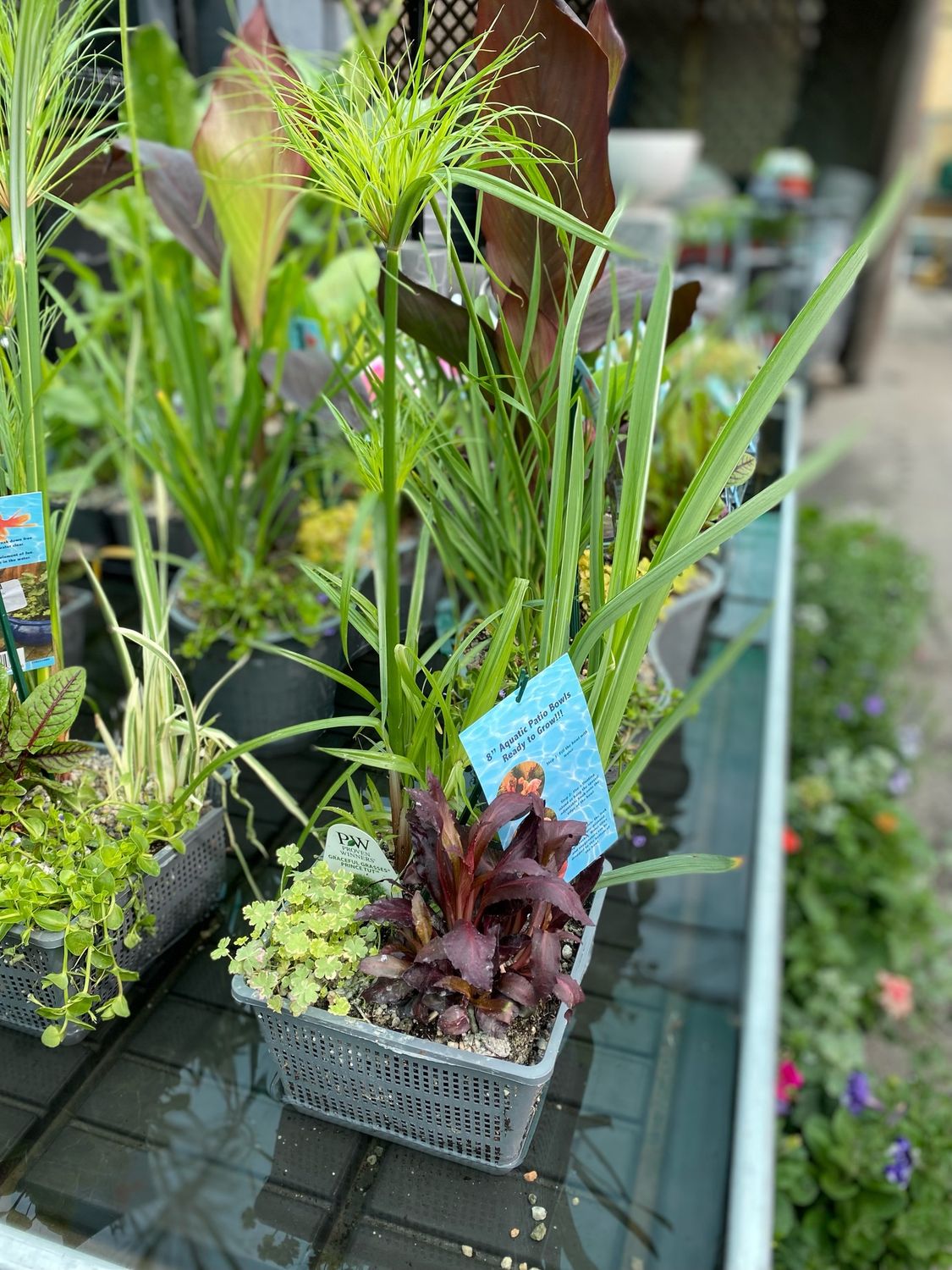 Aquabasket 8 inch Cyperus