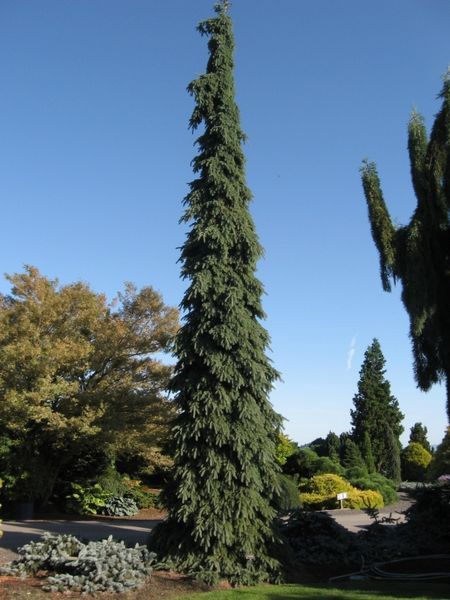 Weeping White Spruce